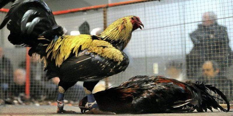 Cách Thả Gà Đá Cựa Sắt Chuẩn Nhất Cho Sư Kê 1 Đá gà cựa sắt là một hình thức giải trí được ưa chuộng