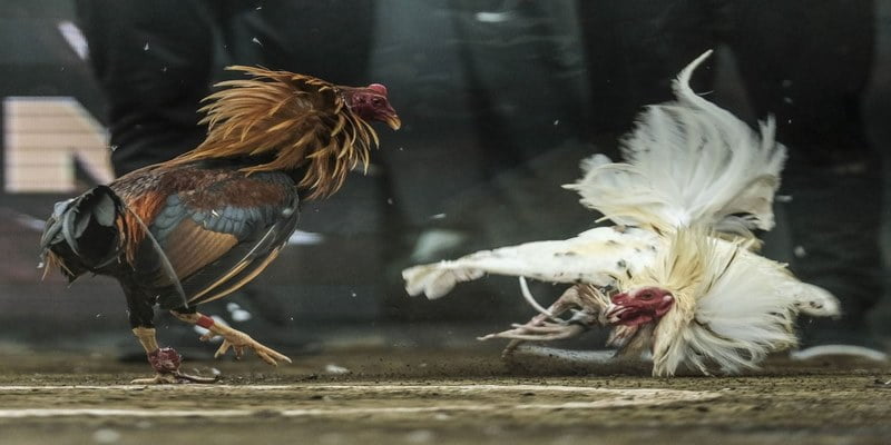 Đá Gà Cựa Dao Hấp Dẫn Kê Thủ Trên Thị Trường Trực Tuyến 3 Đá gà cựa dao với giống Asil