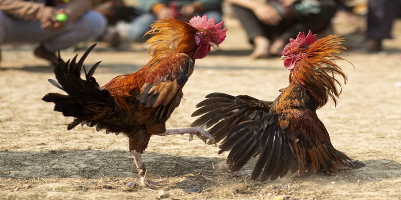 Đá Gà Cựa Dao Hấp Dẫn Kê Thủ Trên Thị Trường Trực Tuyến 5 Kinh nghiệm đá gà cựa dao từ các cao thủ