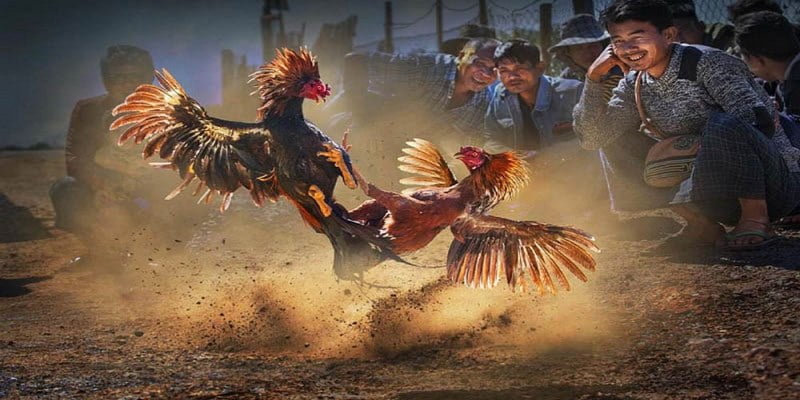 Đá Gà Cựa Dao Hấp Dẫn Kê Thủ Trên Thị Trường Trực Tuyến 6 Một số lưu ý khi chơi đá gà cựa dao