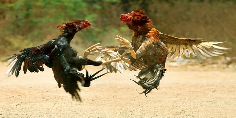 Đá Gà Đòn Với Nhiều Chiêu Độc Và Bí Kíp Chơi Từ Cao Thủ 2 Gà đá đòn độc - đá Sỏ là một trong những đòn đánh nguy hiểm