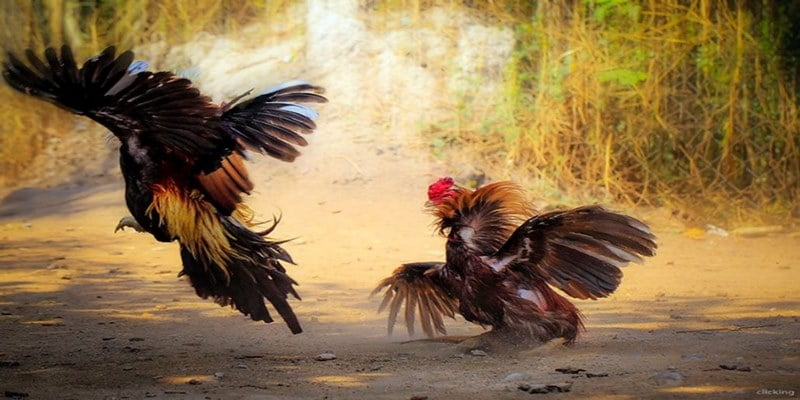 Đá Gà Đòn Với Nhiều Chiêu Độc Và Bí Kíp Chơi Từ Cao Thủ 1 Gà đá đòn độc là những chiếc đòn mạnh và chí mạng