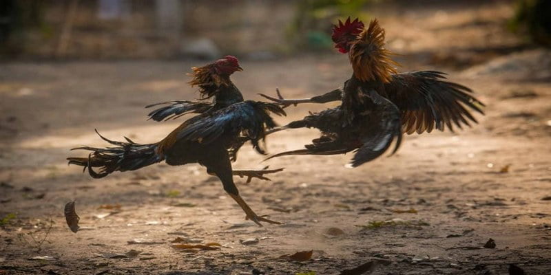 Đá Gà Đòn Với Nhiều Chiêu Độc Và Bí Kíp Chơi Từ Cao Thủ 6 Phân chia thắng - bại khi đá gà đòn