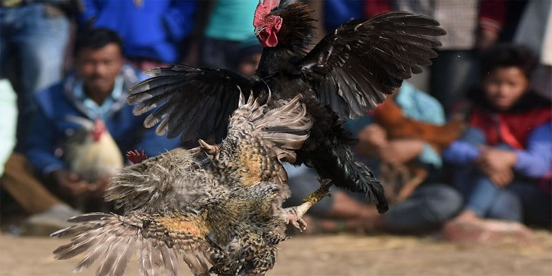 Đá Gà Đòn Với Nhiều Chiêu Độc Và Bí Kíp Chơi Từ Cao Thủ 5 Thời gian quy định theo luật cho mỗi hiệp đấu gà đòn
