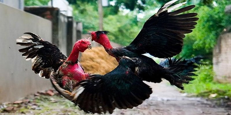 Đá Gà Mexico Và Bí Kíp Chơi Hiệu Quả Dành Cho Mọi Bet Thủ 6 Tiến hành đặt cược
