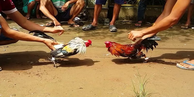 Đá Gà Thái Lan Cùng Những Đặc Điểm Chiến Đấu Nổi Bật 6 Đa dạng hình thức kèo cược cho game thủ lựa chọn
