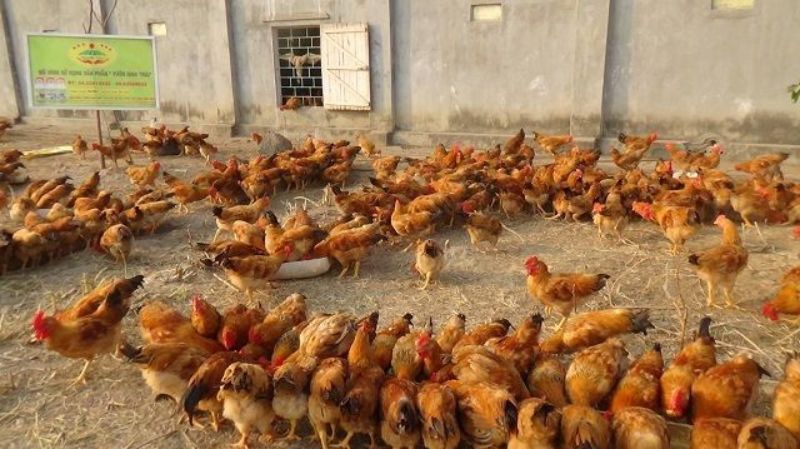 Bệnh Marek Ở Gà Xuất Phát Từ Đâu Và Nguyên Nhân Là Gì? 1 Bệnh Marek ở gà chủ yếu xuất phát từ việc môi trường sống không sạch sẽ