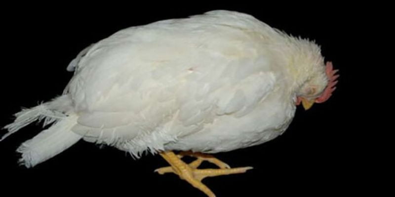 Bệnh Gumboro Ở Gà: Nguyên Nhân và Cách Điều Trị Hiệu Quả 1 Bệnh gumboro là một căn bệnh truyền nhiễm cấp tính gây ra bởi virus gumboro