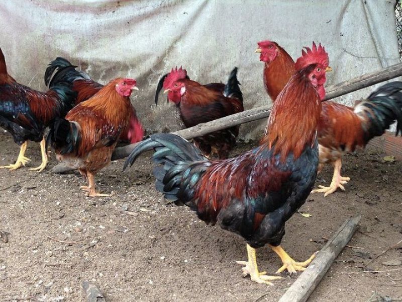 Gà Bị Chướng Diều Khô Chân - Nguyên Nhân Và Biểu Hiện 2 Các nguyên nhân gây ra bệnh khô chân