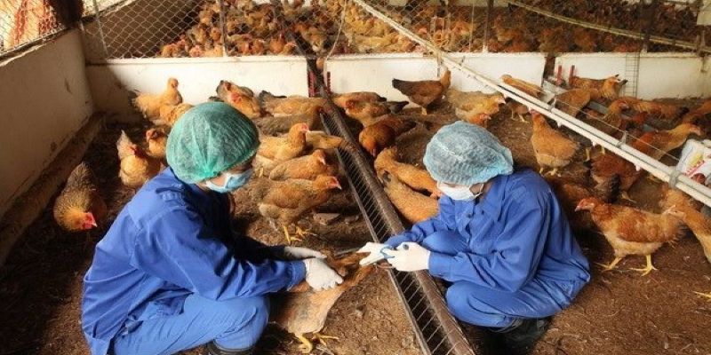 Bệnh Gumboro Ở Gà: Nguyên Nhân và Cách Điều Trị Hiệu Quả 3 Cách điều trị bệnh Gumboro ở gà