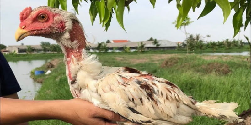 Gà Chọi Ngũ Sắc - Đam Mê Chơi Gà Với Bất Cứ Giá Nào 1 Đặc điểm nhận dạng giống gà chọi ngũ sắc