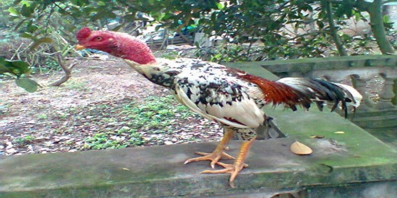 Gà Chọi Ngũ Sắc - Đam Mê Chơi Gà Với Bất Cứ Giá Nào 2 Gà chọi sở hữu chân vàng