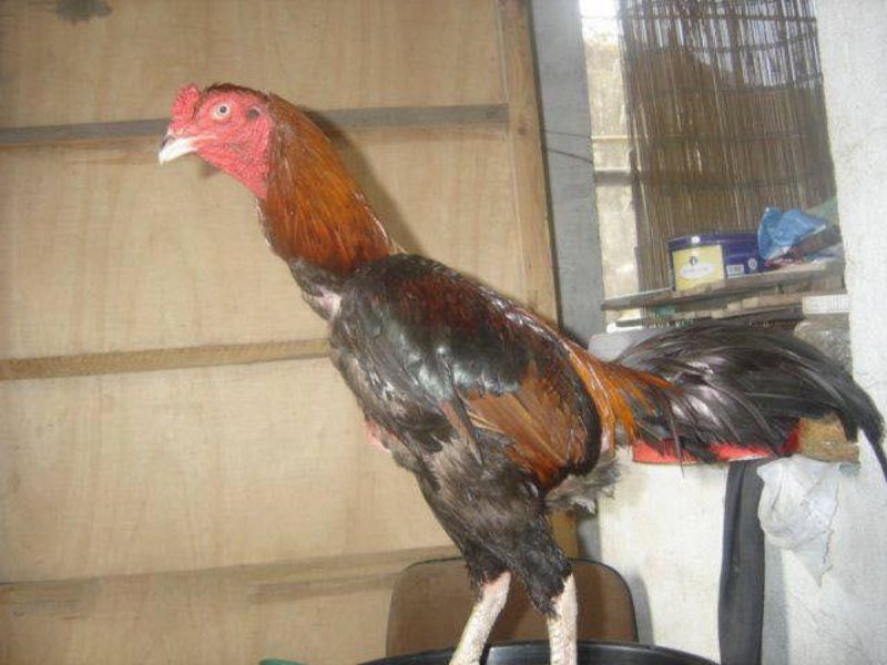 Gà Tía Là Gì? Những Dòng Gà Chọi Tía Lừng Danh Hiện Nay 2 Gà chọi tía King Kong