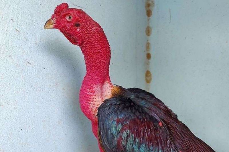 Cách Làm Cổ Gà Chọi To Khỏe Chiếm Nhiều Ưu Thế Khi Tham Chiến 1 Kích thước cổ gà chọi có ảnh hưởng đáng kể đến hiệu suất thi đấu của chúng