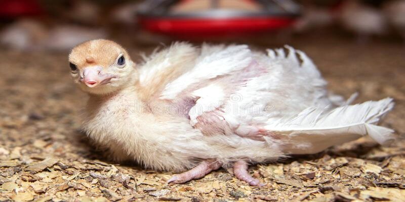 Bệnh Gumboro Ở Gà: Nguyên Nhân và Cách Điều Trị Hiệu Quả 2 Virus Gumboro có khả năng tồn tại trong môi trường một thời gian dài