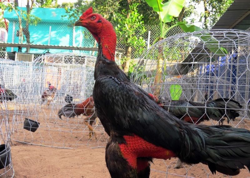 Cách Làm Cổ Gà Chọi To Khỏe Chiếm Nhiều Ưu Thế Khi Tham Chiến 3 Hãy chọn những con gà có sức khỏe tốt và ở độ tuổi thích hợp để làm cổ