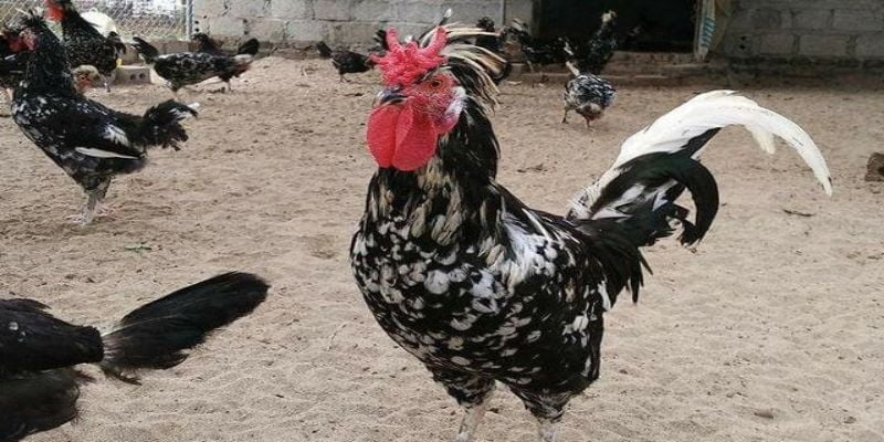 Gà Quý Phi - Vẻ Đẹp Quý Phái Mang Lại Tiềm Lực Kinh Tế Lớn 3 Nơi mang đến những chú gà hoàng gia khỏe mạnh