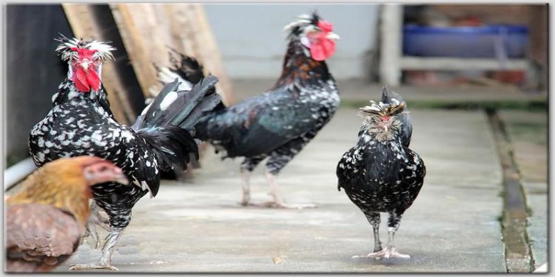 Gà Quý Phi - Vẻ Đẹp Quý Phái Mang Lại Tiềm Lực Kinh Tế Lớn 1 Đặc điểm nhận dạng giống gà quý phi